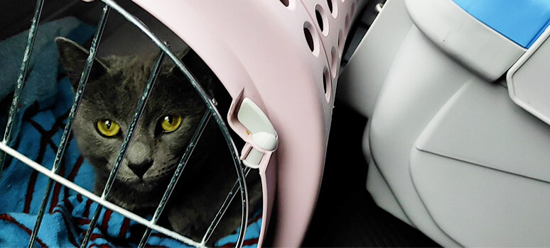 Déménager avec un chat le trajet