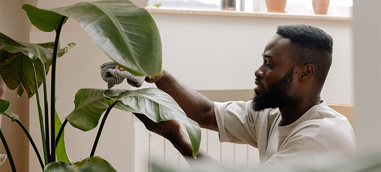 Déménager des plantes d'intérieures