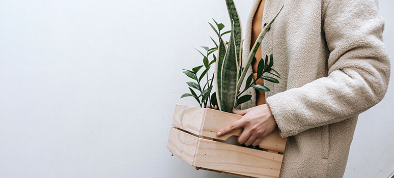 Déménager des plantes et transport